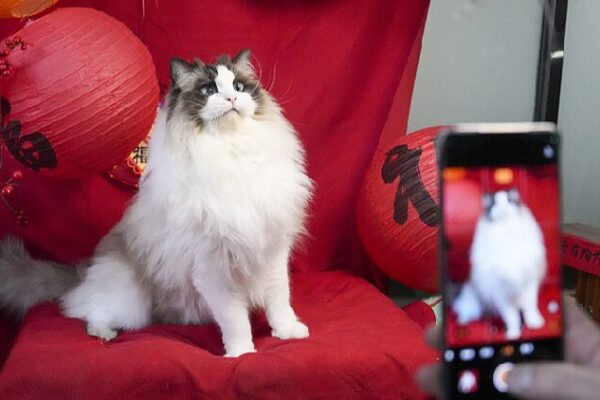 Furry Friends Join Chinese New Year Celebrations in Style Pets stealing the show: How furry friends celebrate Chinese New Year