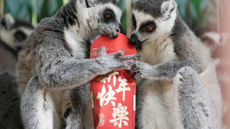 # - My News! Primates Cash in on Spring Festival Fun at Chongqing Animal Park