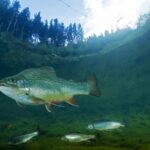 Quarter of Freshwater Animals Threatened with Extinction 