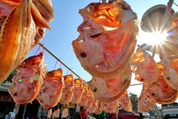 Redfish: Hainan’s Spring Festival Delicacy Symbolizing Good Luck Redfish, an indispensable delicacy during Spring Festival in Hainan