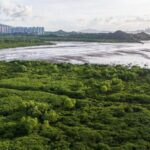 Shenzhen Hong Kong Jointly Conserve Mangrove Wetlands 