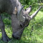 Study Reveals Tiny Plastic Particles Impact on Terrestrial Food Webs 