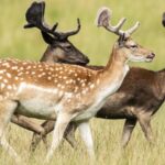 Study Says Animals Plants Losing Genetic Diversity 