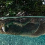 Uncertain Future of Esa and Global Wildlife Protection 