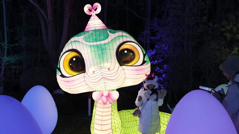 Yinchuan Lantern Festival Brightens Year of the Snake 
