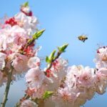 Apricot Flowers Bloom in Yunnan 
