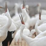 Birdwatching Boom Fuels Eco tourism Growth Video Poster 