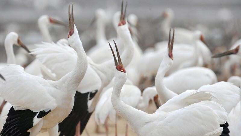 # - My News! Birdwatching Boom Fuels Eco tourism Growth Video Poster