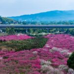 Blooming Plum Blossoms Draw Visitors in Chongqing 