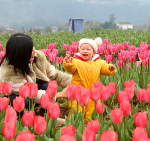 # - My News! Blooming Tulips Herald Spring in Chongqing