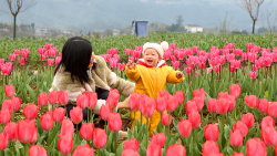 Blooming Tulips Herald Spring in Chongqing 