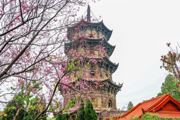 Blossoming cherries add to the charm of ancient temple in Quanzhou