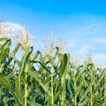 China Develops Gene editing Method to Reduce Corn Plant Height 