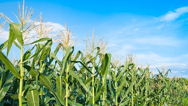 China Develops Gene editing Method to Reduce Corn Plant Height 