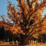 China to Implement Tagging System for Ancient Notable Trees 