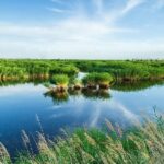 Chinas Wetland Area Stays Above 5635 Million Hectares 