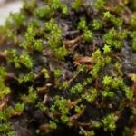 Chinese Scientists Decode Cold tolerance Mechanism in Desert Moss 