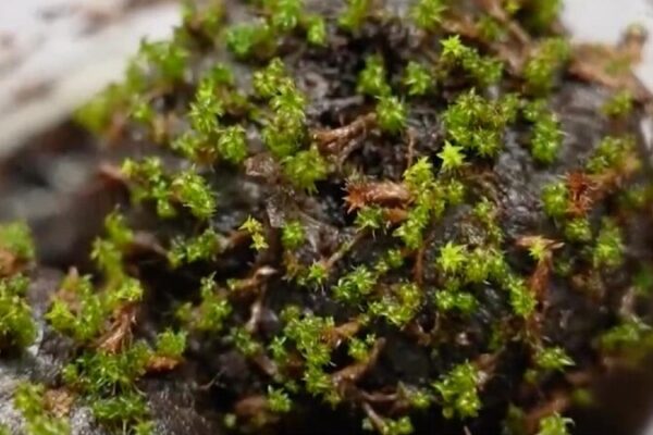 Chinese scientists decode cold-tolerance mechanism in desert moss