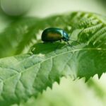 Chinese Scientists Find Key Genes Fighting Crop Parasites 