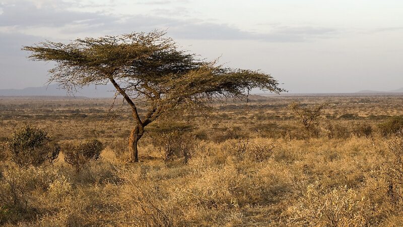 # - My News! Drought Worsens in Kenyas Arid Areas Millions at Risk of Starvation