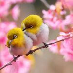 Early Spring Harmony in Blossoms and Birds 