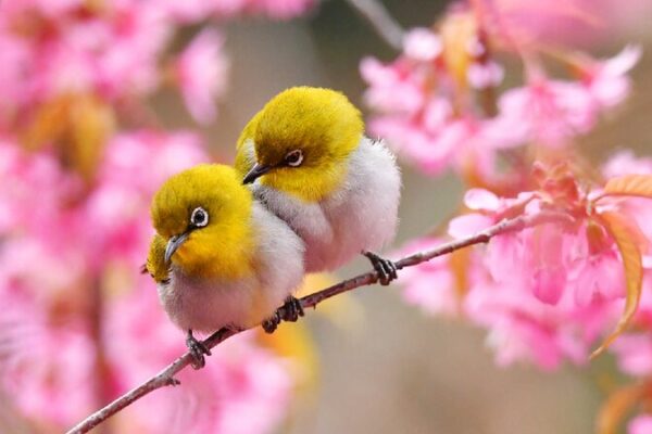 Early spring harmony in blossoms and birds