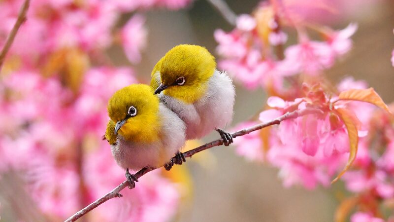 Early Spring Harmony in Blossoms and Birds 