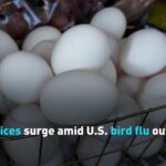 Egg Prices Surge Amid Us Bird Flu Outbreak Video Poster 