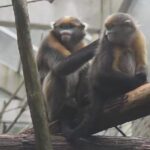 Fanjing Mountains Monkey Research Center Opens to Public 