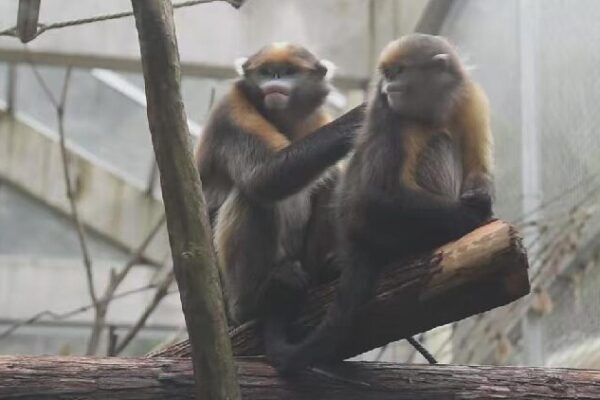 Fanjing Mountain's monkey research center opens to public