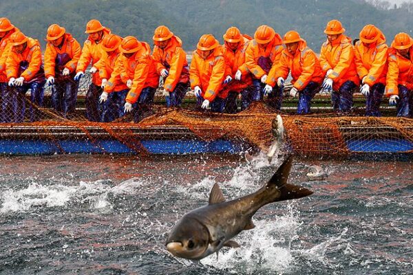Fishermen Celebrate Bumper Catch in Zhejiang 