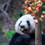 Fruit and Vegetable Skewers Delight Giant Pandas in Chongqing 