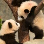 Hong Kong born Giant Panda Cubs Make Public Debut 