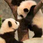 Hong Kong born Giant Panda Cubs Meet Public 