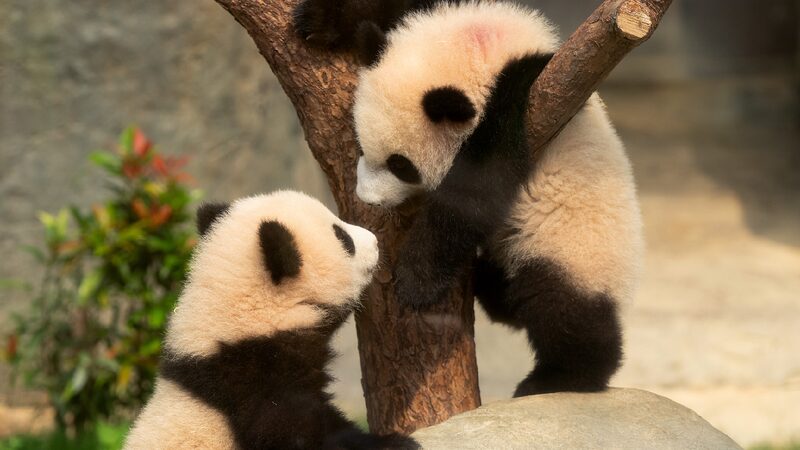 Hong Kong born Giant Panda Cubs Meet Public 