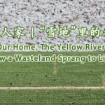 How a Wasteland Sprang to Life Video Poster 