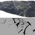 Jurassic Fossil Discovery in China Sheds New Light on Origin of Birds 
