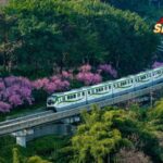 Live Plum Blossoms and the train to Spring in Chongqing 