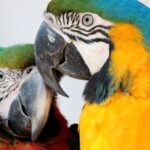 Macaw Parrots Bring Vibrant Spring Colors to Shanghai Zoo
