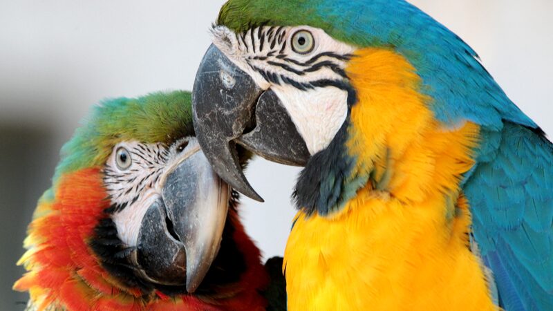 Macaw Parrots Bring Vibrant Spring Colors to Shanghai Zoo 