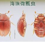 New Insect Species Found at Urban Wetland in South China 