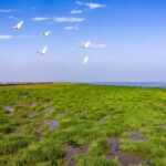 Our Wetlands Where the Wild Yellow River Meets the Sea Video Poster 