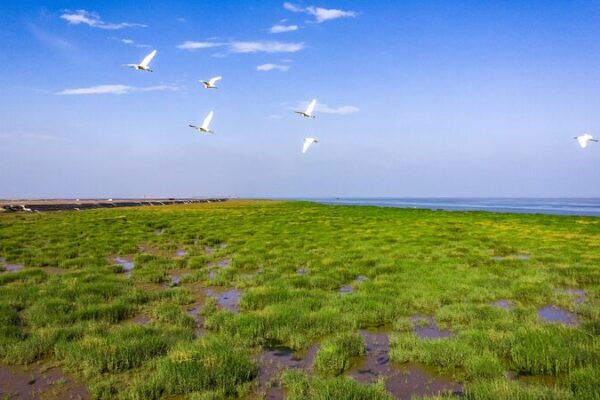 Yellow River Delta: Where China’s Youngest Wetland Meets the Sea Our wetlands: Where the wild Yellow River meets the sea video poster