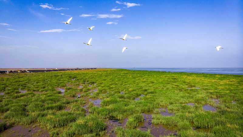 # - My News! Our Wetlands Where the Wild Yellow River Meets the Sea Video Poster