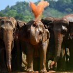 over 3000 Elephants Killed in Sri Lankas Human elephant Conflict 