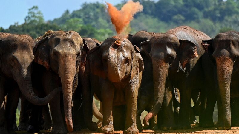 over 3000 Elephants Killed in Sri Lankas Human elephant Conflict 