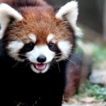 Playful Red Pandas Delight Visitors at Shanghai Zoo 