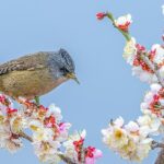 Plum Blossoms and Birds Usher in Spring