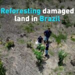 Reforesting Damaged Land in Brazil Video Poster
