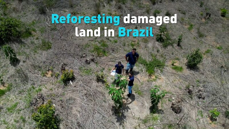 Reforesting Damaged Land in Brazil Video Poster 